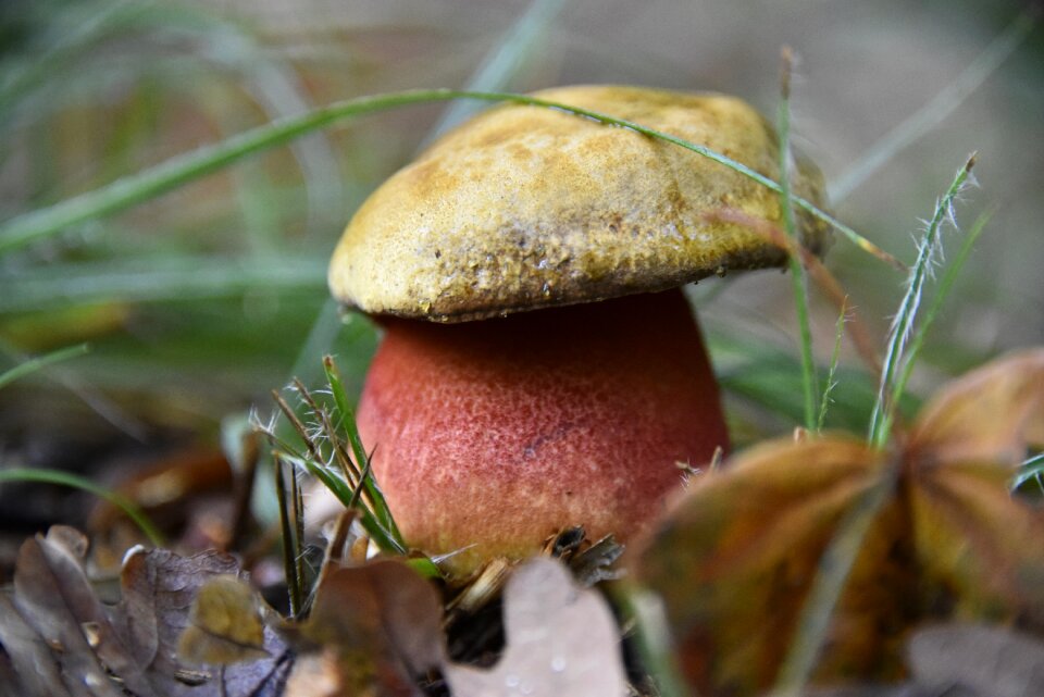 Forest autumn plant