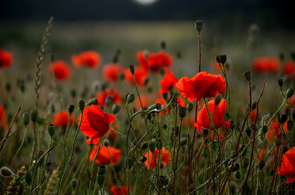Countryside flower meadow