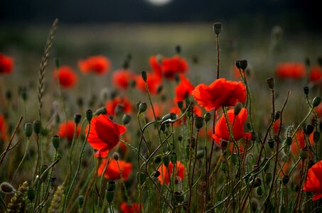 Countryside flower meadow