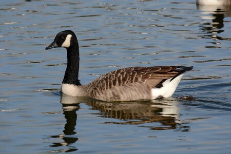 Paddling water bird