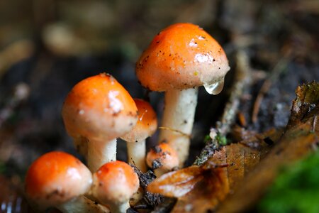 Food toadstool nature