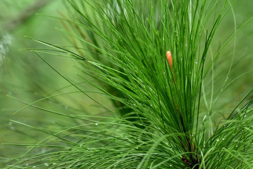 Green leaves forest botany