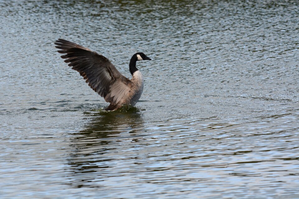 Wings flapping shallows