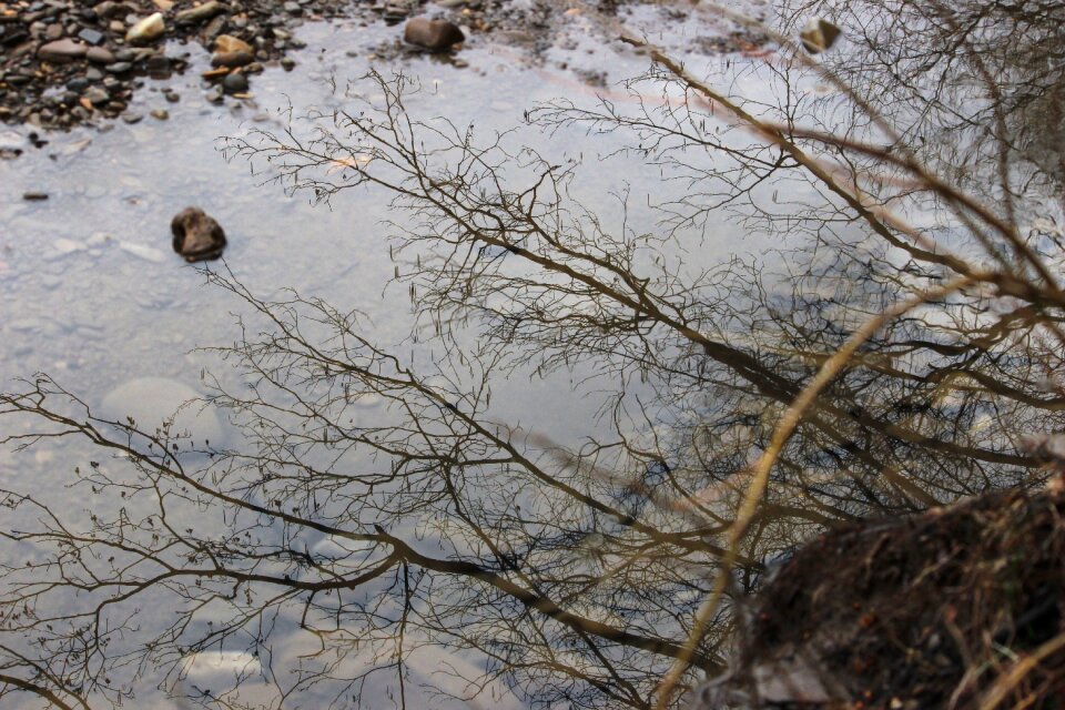 Tree landscape beauty