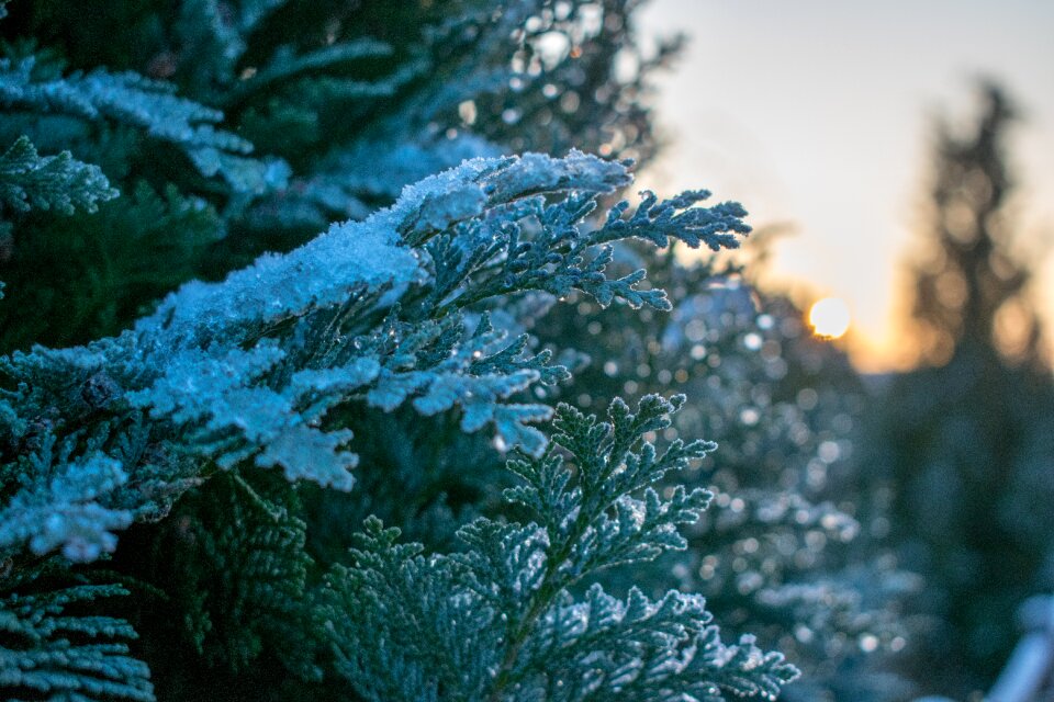 Tree season sunset