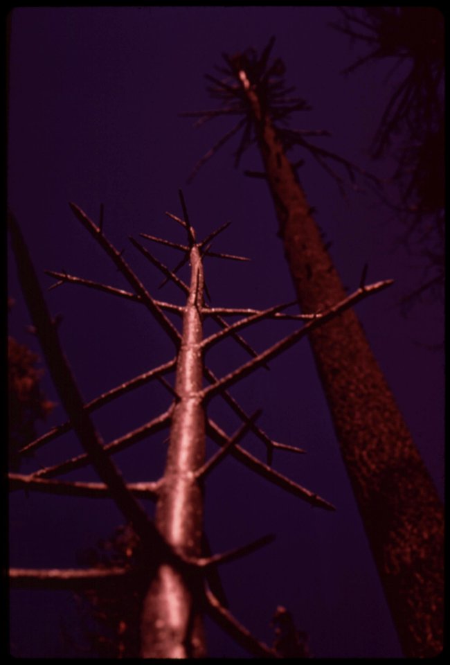 In-august-1973-a-major-forest-fire-swept-through-17470-acres-of-the-western-slopes-of-the-sierra-mountain-range-near-sonora-skeletons-of-trees-in-the-burn-area-known-as-granite-creek-september-1973 7153059001 o