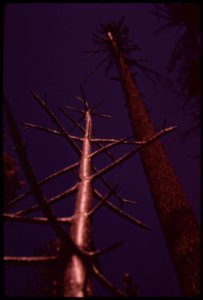 In-august-1973-a-major-forest-fire-swept-through-17470-acres-of-the-western-slopes-of-the-sierra-mountain-range-near-sonora-skeletons-of-trees-in-the-burn-area-known-as-granite-creek-september-1973 7153059001 o