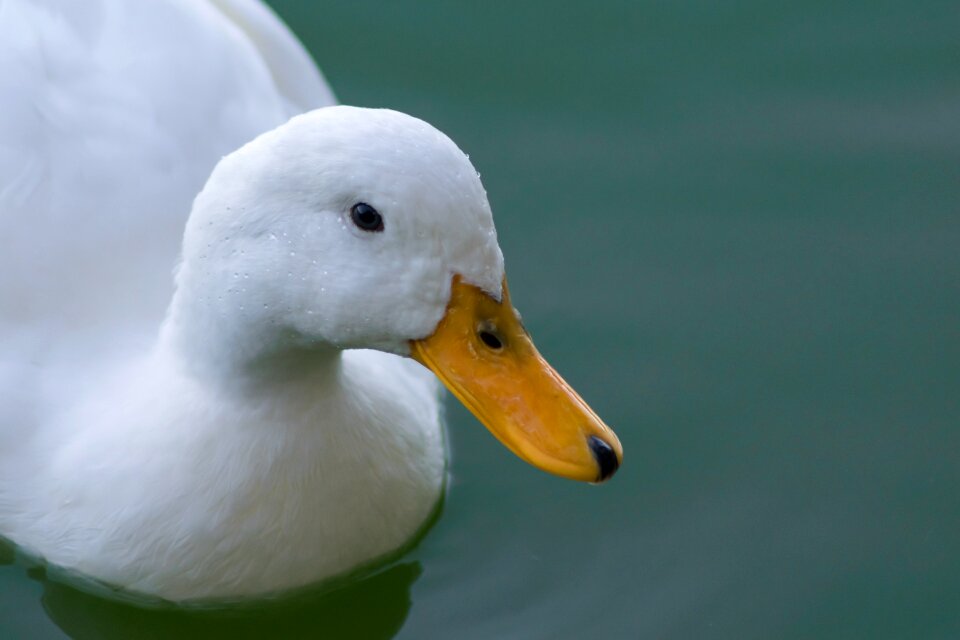 Water lake animals