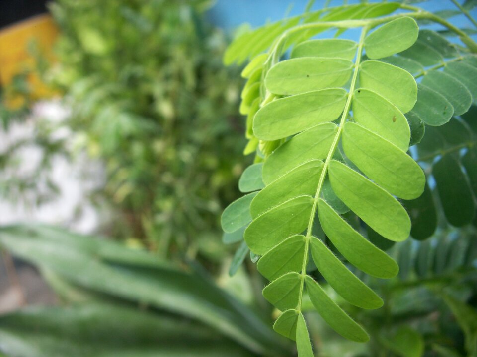 Background nature plant
