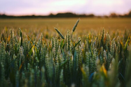 Nature farm agriculture