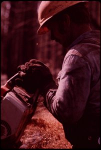 In-august-1973-a-major-forest-fire-swept-through-17470-acres-of-the-western-slopes-of-the-sierra-mountain-range-near-sonora-in-post-fire-salvage-operation-a-faller-cuts-down-flame-damaged-trees-september-1973 7153084893 o