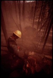 In-post-fire-salvage-operation-a-faller-has-just-cut-down-a-giant-tree-which-the-flames-had-destroyed-clouds-of-soot-and-ashes-stirred-up-by-the-crash-are-beginning-to-drift-away-september-1973 7153081565 o