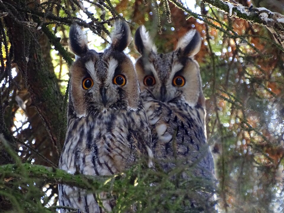 Raptor forest nature