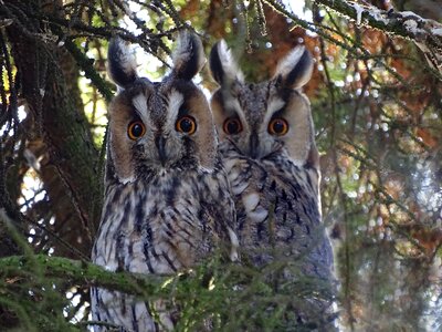 Raptor forest nature