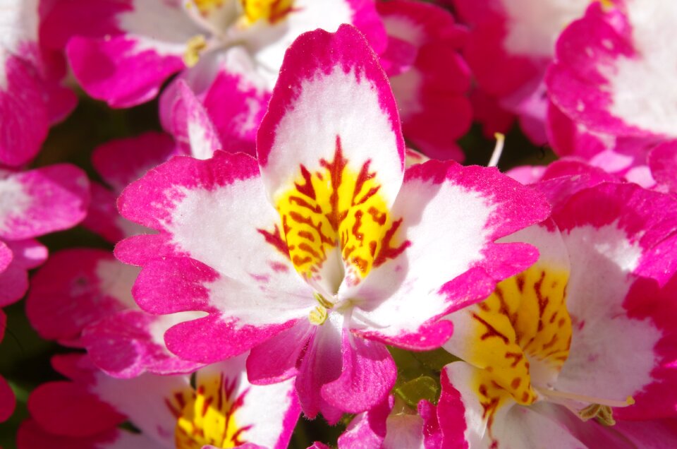 Flower orchid Free photos