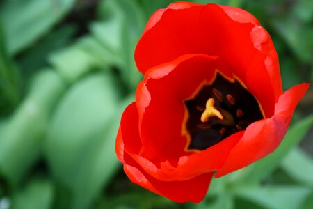 Bloom spring red poppy