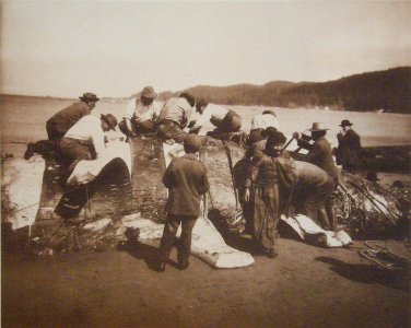 Indian Whalers Stripping Their Prey at Neah Bay - 1910
