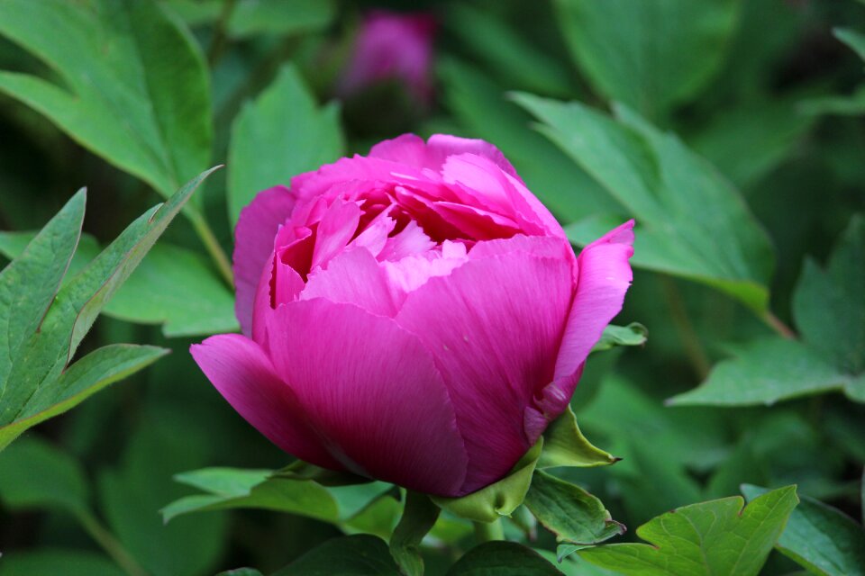 Bloom delicate flower double flower