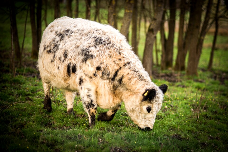 Animal meadow animal world