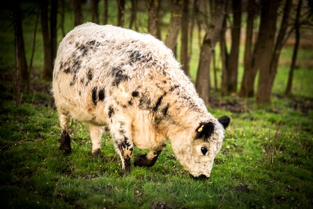 Animal meadow animal world
