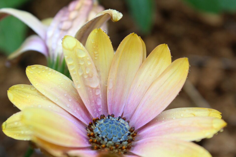 Petal garden daisy