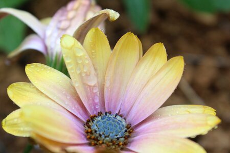 Petal garden daisy photo