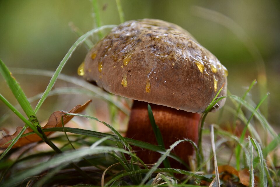 Mushroom cep forest