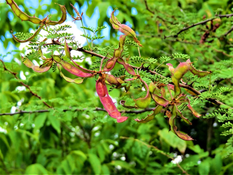 Seed pods colorful nature