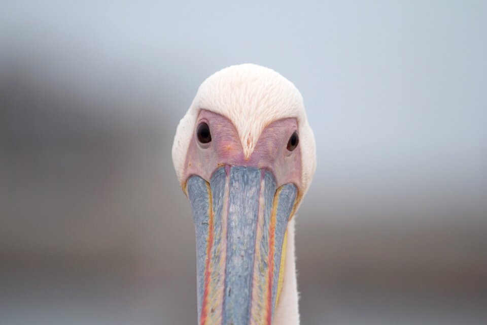Animal world pelikan closeup
