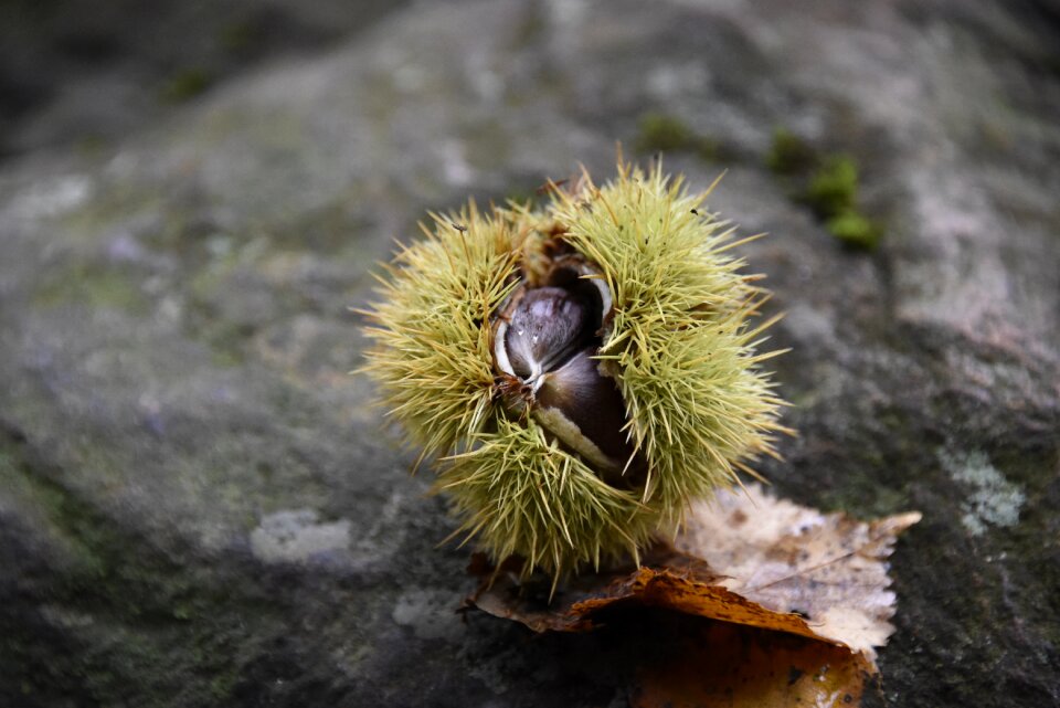 Prickly autumn decoration forest