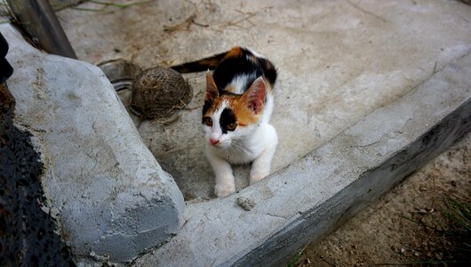 Pets cat cub