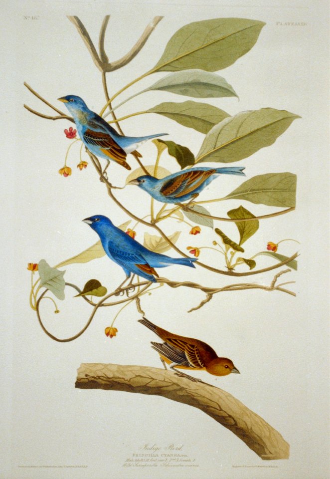 Indigo Bird LCCN2002718964