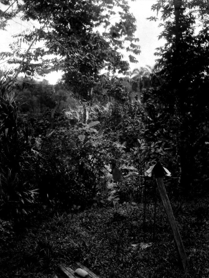 Indianskt hönhus. Övre Rio Sambú, Darién, Panamá. Etnisk grupp, Emperá-Chocó. Kilché, 442 - SMVK - 003978