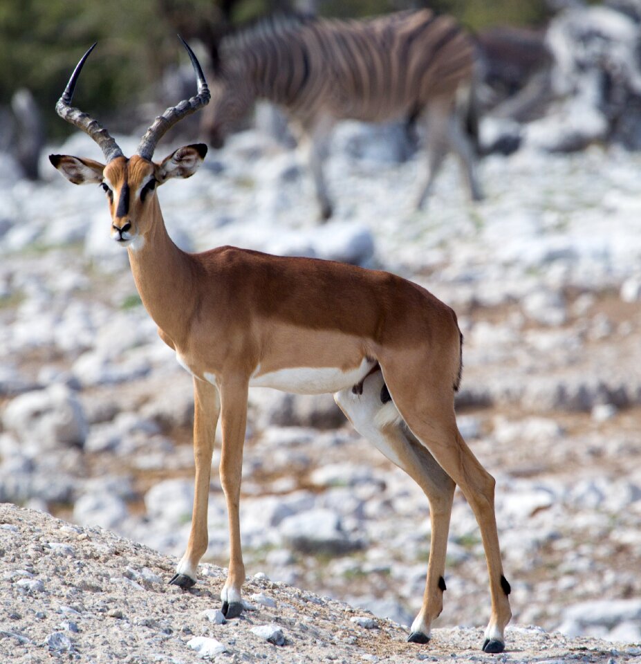 Animal world mammal gazelle