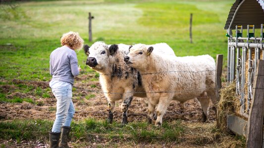 Agriculture grass animal