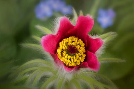 Bloom pasque flower pulsatilla photo