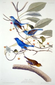 Indigo bunting (-74) LCCN2002718910