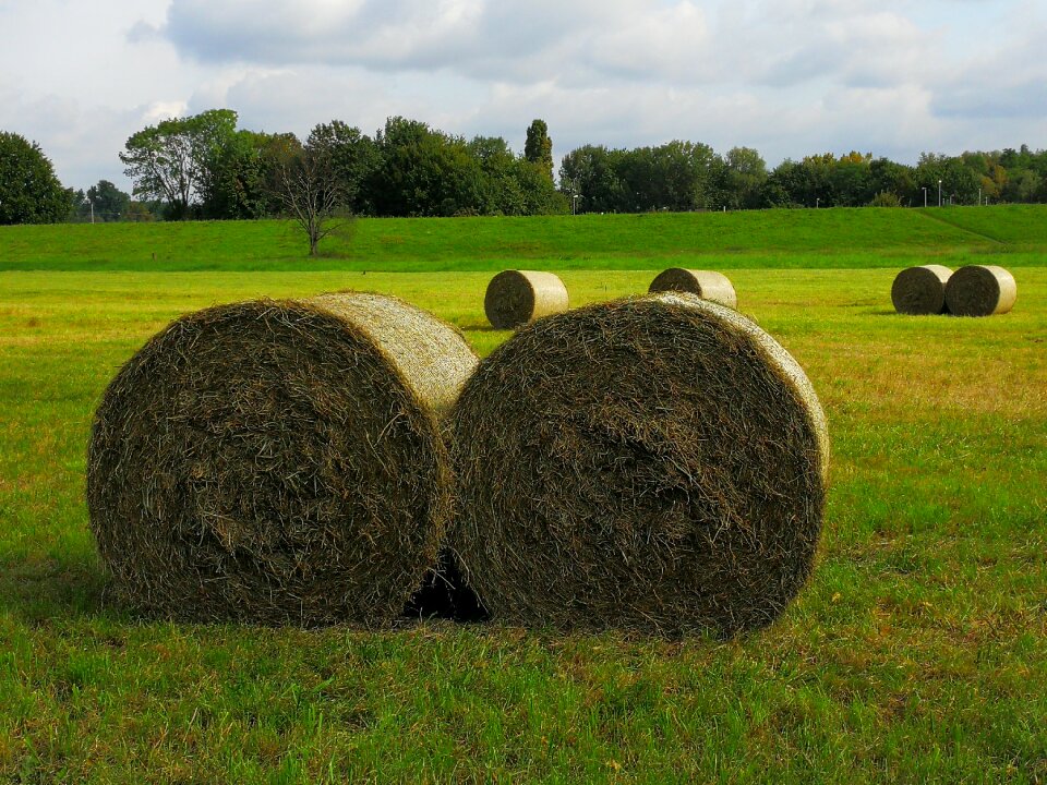 Straw role round bales harvested