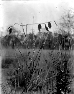 Indekter som liknar blommor. S-te Marie de Marovoay. Madagaskar - SMVK - 021878 photo