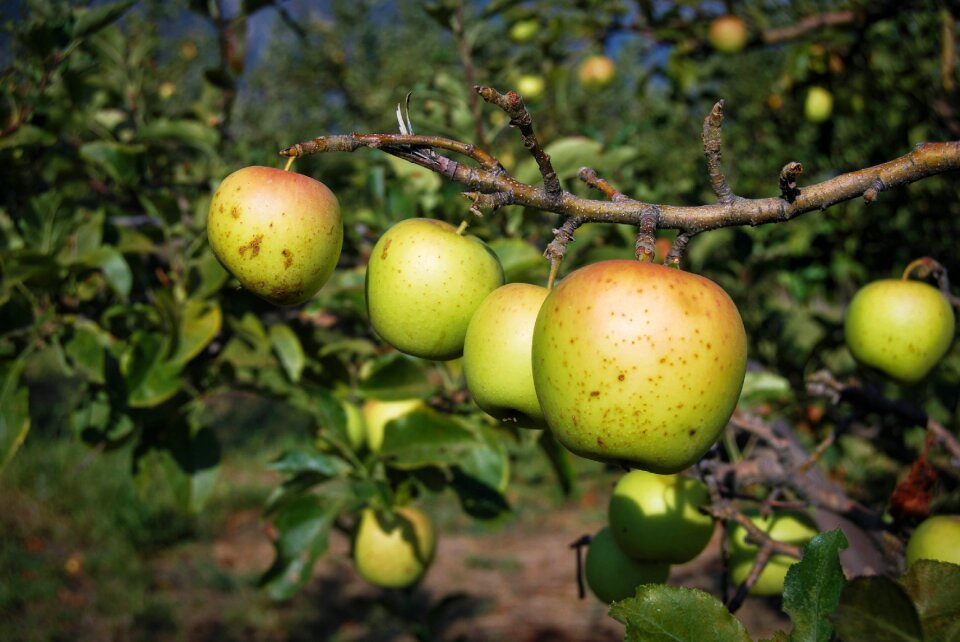 Ripe harvest delicious