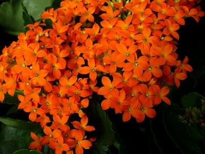 Many small flowers and stars
