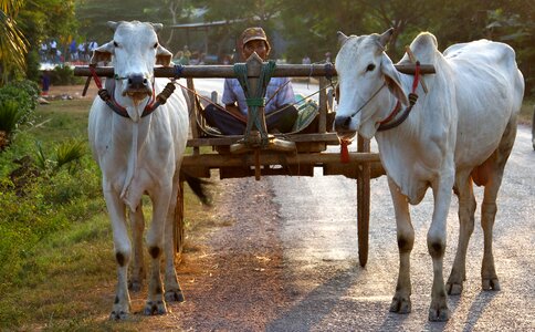 Battambang cambodia asia photo