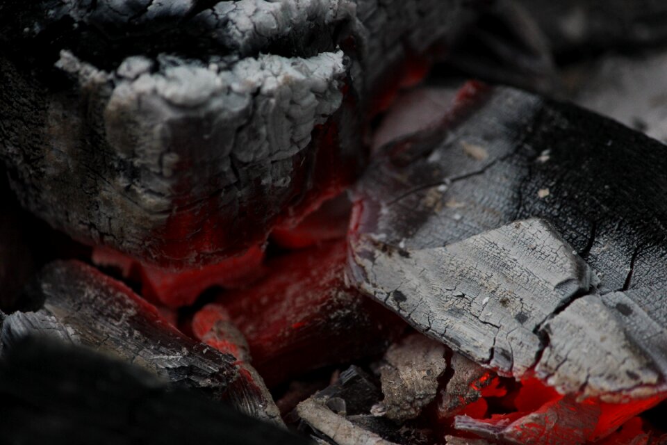 Tree bonfire campfire