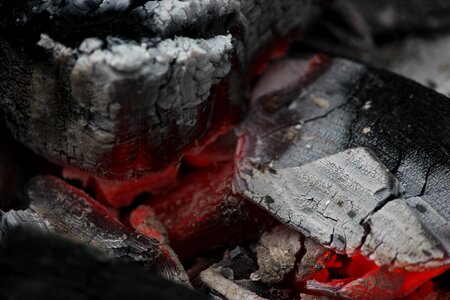 Tree bonfire campfire