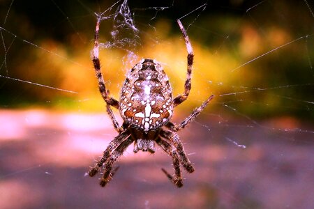 Insect invertebrates animals