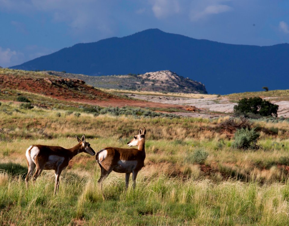 Indian Creek and antelope