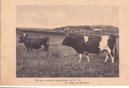 Indústria de Lacticios da ilha Terceira, 7, Arquivo de Villa Maria, Angra do Heroísmo, ilha Terceira, Açores