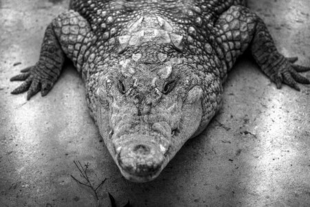 Animal danger black and white