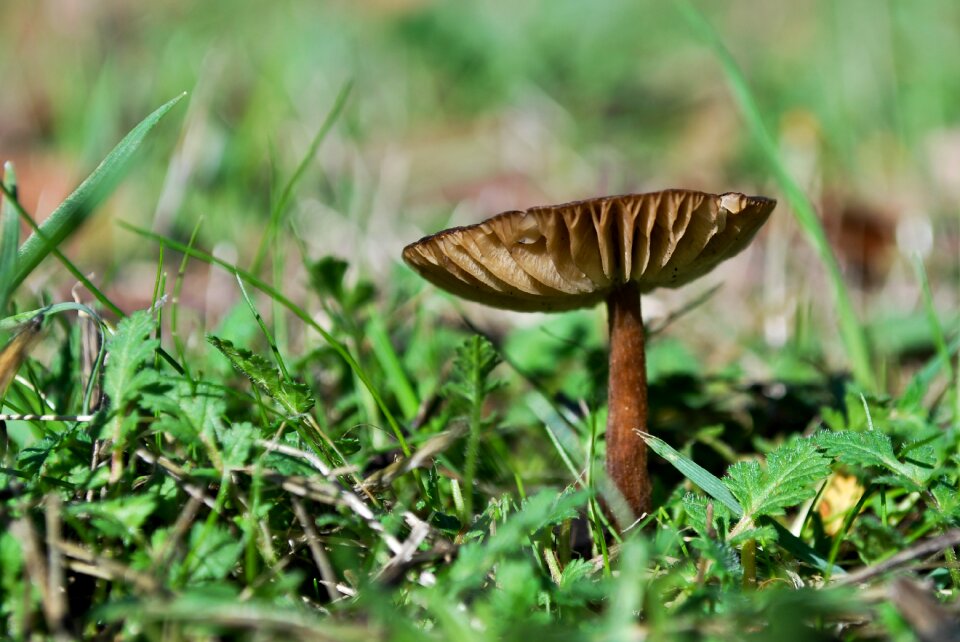 Forest fungi wild