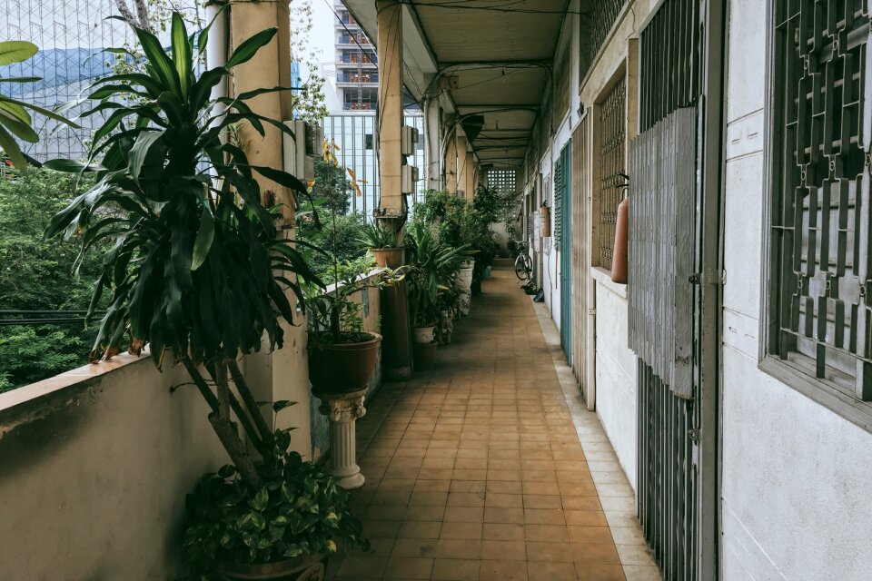 Alley green plants